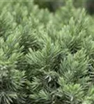 Blauer Zwerg-Wacholder - Juniperus squamata 'Blue Star'