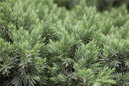 Blauer Zwerg-Wacholder - Juniperus squamata 'Blue Star'