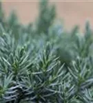 Blauer Zwerg-Wacholder - Juniperus squamata 'Blue Star'