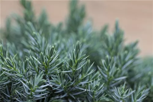 Blauer Zwerg-Wacholder - Juniperus squamata 'Blue Star'