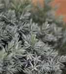 Blauer Zwerg-Wacholder - Juniperus squamata 'Blue Star'