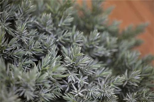 Blauer Zwerg-Wacholder - Juniperus squamata 'Blue Star'