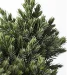 Blauer Zwerg-Wacholder - Juniperus squamata 'Blue Star'