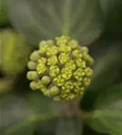 Strauch-Efeu 'Arborescens' - Hedera helix 'Arborescens'