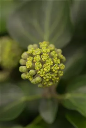 Strauch-Efeu 'Arborescens' - Hedera helix 'Arborescens'