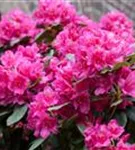 Rhododendron-Hybride 'Dr.H.C.Dresselhuys' - Rhododendron Hybr.'Dr. H. C. Dresselhuys' II