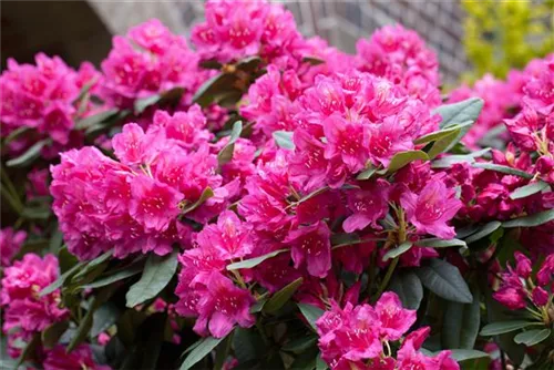 Rhododendron-Hybride 'Dr.H.C.Dresselhuys' - Rhododendron Hybr.'Dr. H. C. Dresselhuys' II