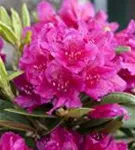 Rhododendron-Hybride 'Dr.H.C.Dresselhuys' - Rhododendron Hybr.'Dr. H. C. Dresselhuys' II