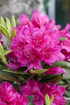 Rhododendron-Hybride 'Dr.H.C.Dresselhuys' - Rhododendron Hybr.'Dr. H. C. Dresselhuys' II