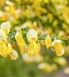 Elfenbeinginster 'Allgold' - Cytisus praecox 'Allgold' - Ziergehölze