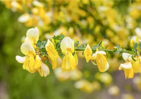 Cytisus praecox 'Allgold' - Ziergehölze - Elfenbeinginster 'Allgold'