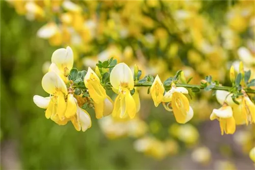 Elfenbeinginster 'Allgold' - Cytisus praecox 'Allgold' - Ziergehölze