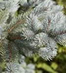 Blaufichte 'Fat Albert' - Picea pungens 'Fat Albert'