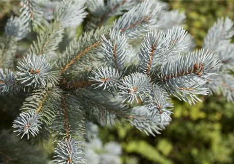 Picea pungens 'Fat Albert' - Blaufichte 'Fat Albert'