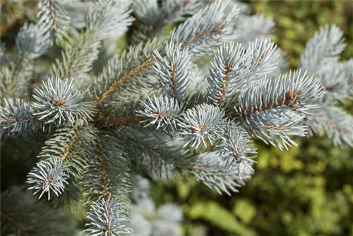 Blaufichte 'Fat Albert' - Picea pungens 'Fat Albert'