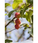 Zierapfel 'Red Sentinel' - Malus 'Red Sentinel' CAC - Baum