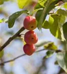 Zierapfel 'Red Sentinel' - Malus 'Red Sentinel' CAC - Formgehölze