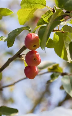 Malus 'Red Sentinel' CAC - Baum