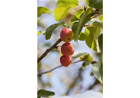 Malus 'Red Sentinel' CAC - Baum - Zierapfel 'Red Sentinel'