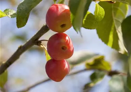 Malus 'Red Sentinel' CAC - Formgehölze - Zierapfel 'Red Sentinel'