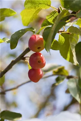 Zierapfel 'Red Sentinel' - Malus 'Red Sentinel' CAC - Baum