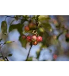 Zierapfel 'Red Sentinel' - Malus 'Red Sentinel' CAC - Baum