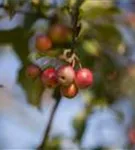 Zierapfel 'Red Sentinel' - Malus 'Red Sentinel' CAC - Formgehölze