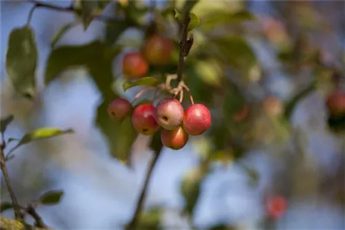 Zierapfel 'Red Sentinel' - Malus 'Red Sentinel' CAC - Baum