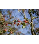 Zierapfel 'Red Sentinel' - Malus 'Red Sentinel' CAC - Baum