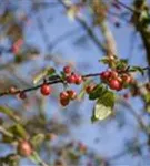 Zierapfel 'Red Sentinel' - Malus 'Red Sentinel' CAC - Formgehölze