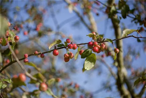 Zierapfel 'Red Sentinel' - Malus 'Red Sentinel' CAC - Baum