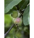 Zierapfel 'Red Sentinel' - Malus 'Red Sentinel' CAC - Baum