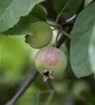 Zierapfel 'Red Sentinel' - Malus 'Red Sentinel' CAC - Formgehölze