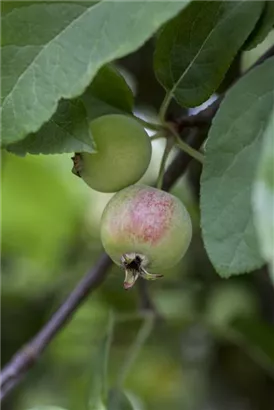 Zierapfel 'Red Sentinel' - Malus 'Red Sentinel' CAC - Baum