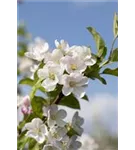 Zierapfel 'Red Sentinel' - Malus 'Red Sentinel' CAC - Baum