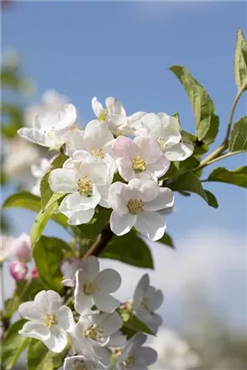 Zierapfel 'Red Sentinel' - Malus 'Red Sentinel' CAC - Baum