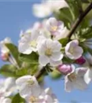 Zierapfel 'Red Sentinel' - Malus 'Red Sentinel' CAC - Formgehölze