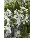 Zierapfel 'Red Sentinel' - Malus 'Red Sentinel' CAC - Baum