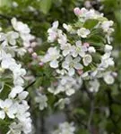 Zierapfel 'Red Sentinel' - Malus 'Red Sentinel' CAC - Formgehölze