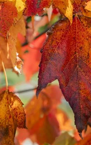 Acer rubrum 'Red Sunset'