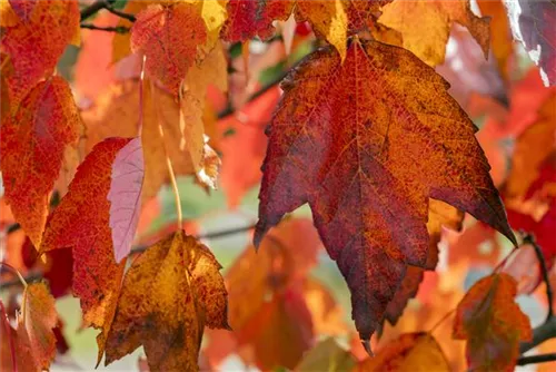 Rotahorn 'Red Sunset' - Acer rubrum 'Red Sunset'