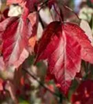 Rotahorn 'Red Sunset' - Acer rubrum 'Red Sunset'