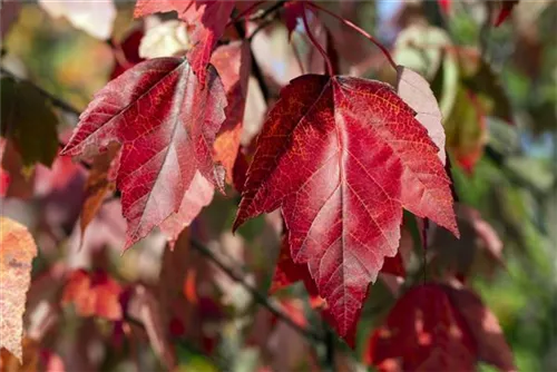 Rotahorn 'Red Sunset' - Acer rubrum 'Red Sunset'