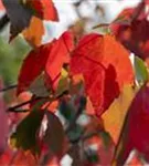 Rotahorn 'Red Sunset' - Acer rubrum 'Red Sunset'