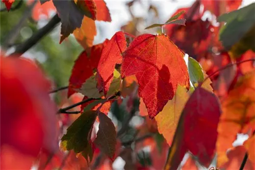 Rotahorn 'Red Sunset' - Acer rubrum 'Red Sunset'