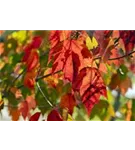 Rotahorn 'Red Sunset' - Acer rubrum 'Red Sunset'