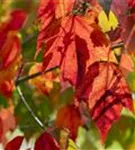 Rotahorn 'Red Sunset' - Acer rubrum 'Red Sunset'