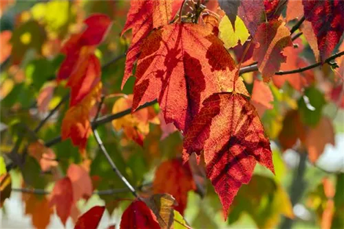 Rotahorn 'Red Sunset' - Acer rubrum 'Red Sunset'