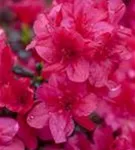 Japanische Azalee 'Diamant Rot' -R- - Rhododendron obt.'Diamant Rot' -R- III