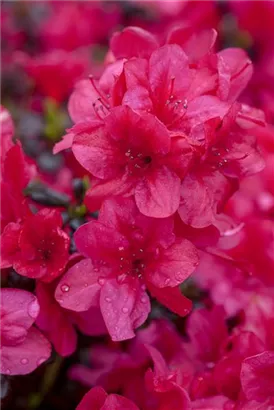 Japanische Azalee 'Diamant Rot' -R- - Rhododendron obt.'Diamant Rot' -R- III